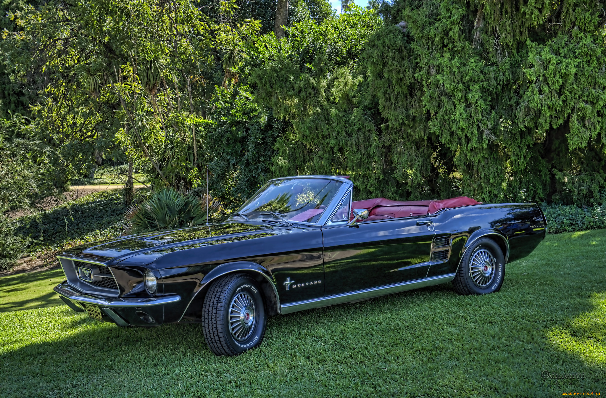 mustangs, ,    , , 